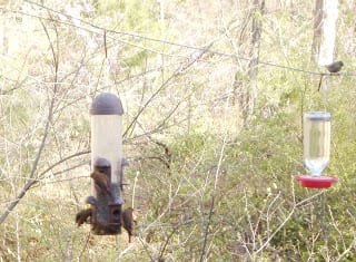 Heartstone Inn - Crossbills