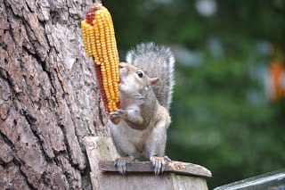 Heartstone Inn - Squirrel and corn 2