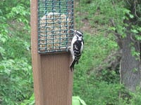 Heartstone Inn - Woodpeckeron Suet